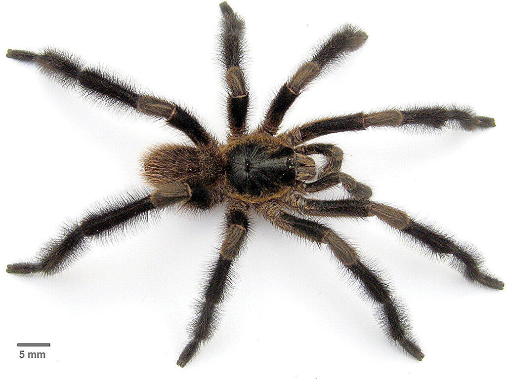 עכביש זכרי ממין הטרנטולה החדש Trichopelma grande