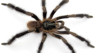 עכביש זכרי ממין הטרנטולה החדש Trichopelma grande