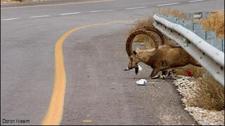 יעל עובר מתחת למעקה בטיחות כדי לחצות כביש