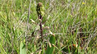 זמזומית ורבורג