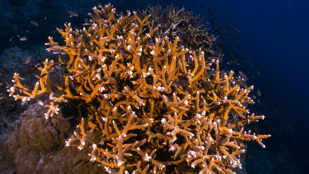 אלמוג ממין Acropora cervicornis