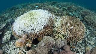 אלמוגים שהולבנו בגלל התחממות מי האוקיינוס