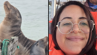 מאי עם-שלם ואריות ים