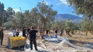 התלמידים מוסקים זיתים