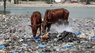 זיהום פלסטיק, שמשפיע על מגוון מינים, גם בים וגם ביבשה