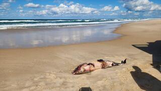 הדולפינה המתה בחוף פלמחים