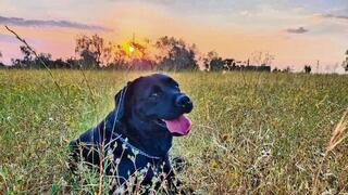 בוניטה, כלבתם של משפחת כהן מקיבוץ סופה