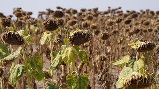 התייבשות שדה חמניות בסרביה בגלל גל חום קיצוני