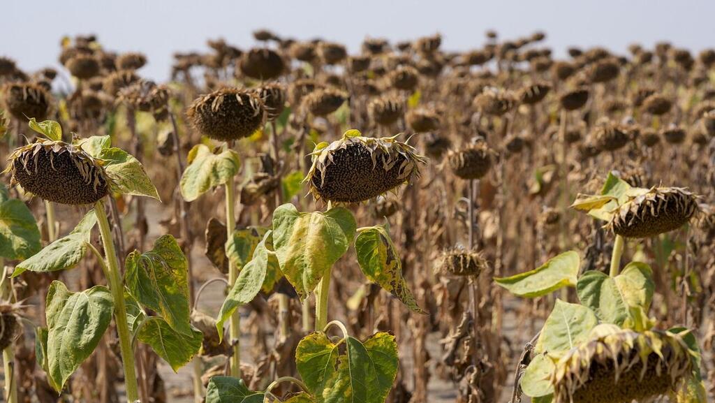 Подсолнухам тоже жарко (Фото: Darko Vojinovic, AP) התייבשות שדה חמניות בסרביה בגלל גל חום קיצוני