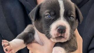 אחד מגוריה של הכלבה נינה