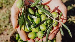 פינת יא אללה ליאור בן ארי מסיק זיתים תחת אש לבנון