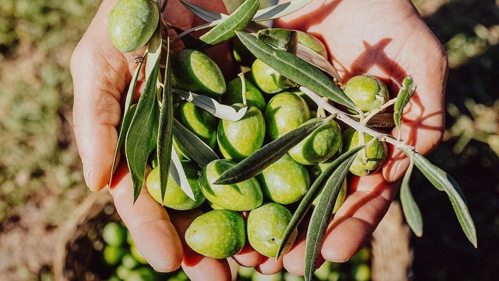 Green ingenuity פינת יא אללה ליאור בן ארי מסיק זיתים תחת אש לבנון