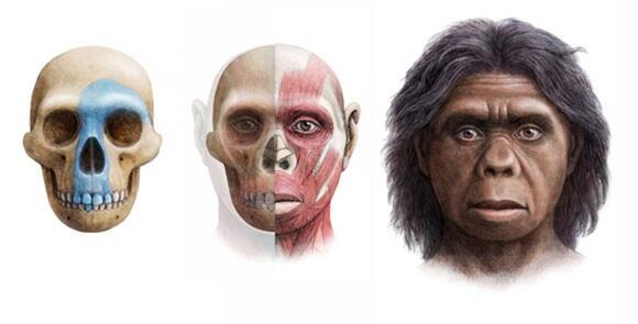 Ancient hominin species 