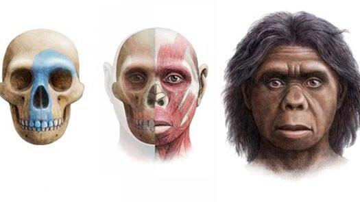 Ancient hominin species 