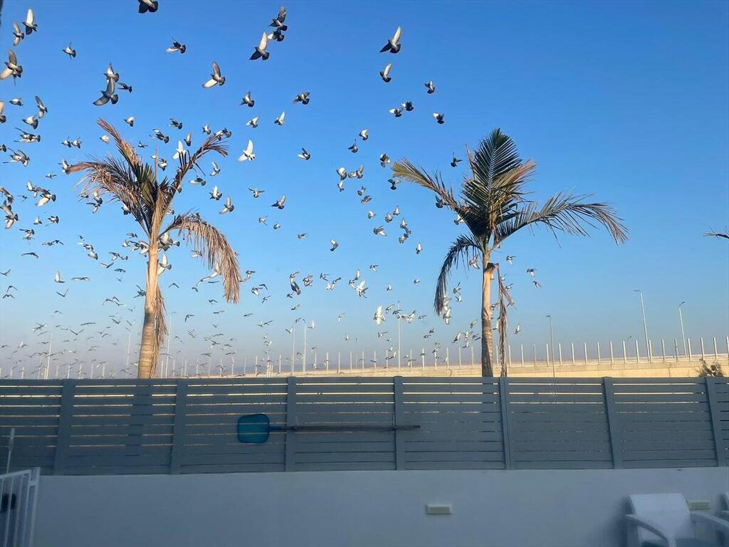 Photo: Chen Cohen עפולה