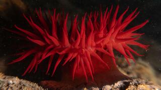    שושנת ים אדומה