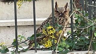 האוח העיטי על מדרגות הבית