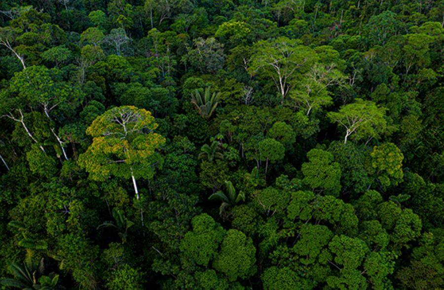 protection and restoration of tropical forests are vital components in the battle against climate change