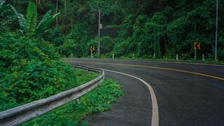 Forest fragmentation leaves trees and other plants near the roadside more vulnerable. A road cutting through a tropical forest