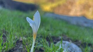 מירוק לשחור בנחל קצרין