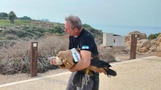 נקבת הנשר שאיבדה את דרכה, לאחר לכידתה