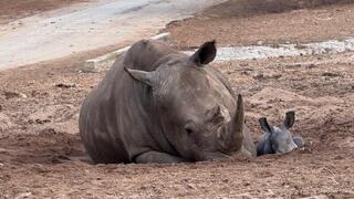 ריהאנה ובנה החדש רעי