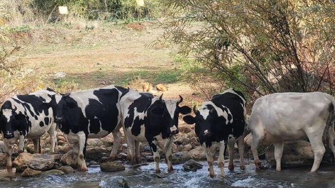 הפרות שחצו את הגבול