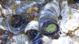 צינוריר בונה על טבלאות גידור