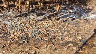 מטע של מוסקוביץ'