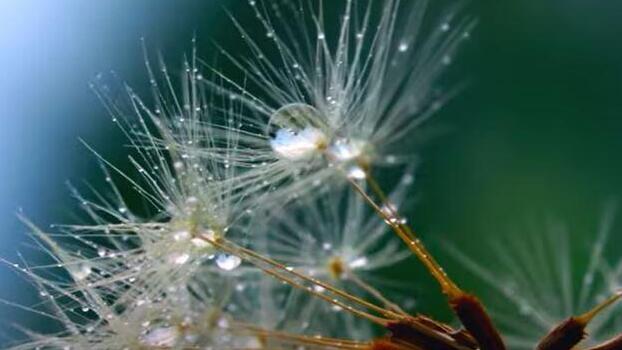 Bio-convergence (illustrative)