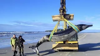 פגר הלווייתן שהתגלה ביולי בניו זילנד