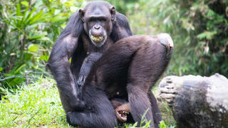 שני שימפנזים משחקים