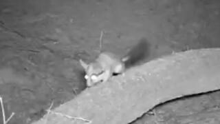 תיעוד נדיר בנגב המערבי