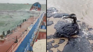 הספינות שהתנגשו ואחד מבעלי החיים ששילם את המחיר