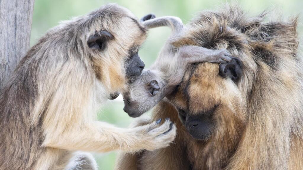 The new infant with its parents (Photo: Tal Shiboli/Jerusalem Biblical Zoo) גור שלישי לימימה ולשלבי