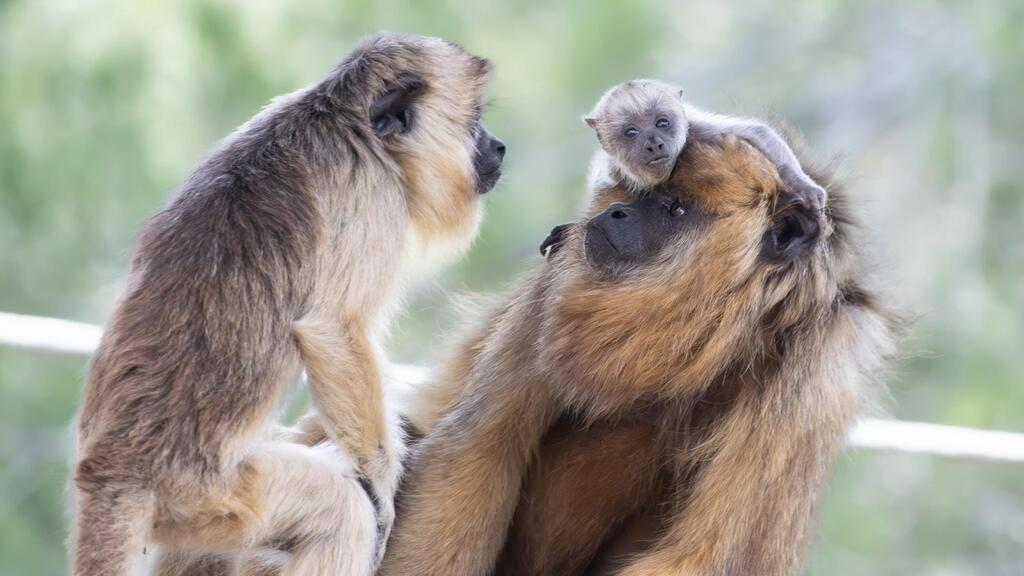 Photo: Tal Shiboli/Jerusalem Biblical Zoo הגור והוריו שלבי וימימה