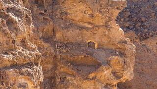 "הסנה הבוער" בכרכום