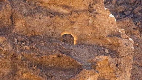 "הסנה הבוער" בכרכום