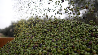 מסיק זיתים בעמק יזרעאל