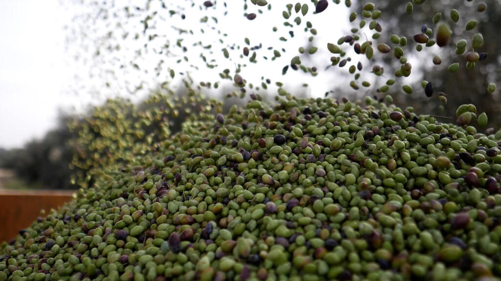 Olive harvest in the Jezreel Valley (Photo: Yaron Sharon) מסיק זיתים בעמק יזרעאל