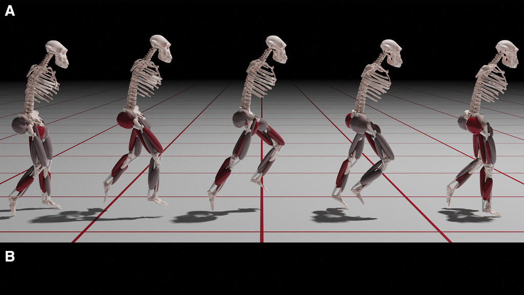 Simulation of running performance of Lucy female Australopithecus afarensis (Photo: Current Biology (2024). DOI: 10.1016/j.cub.2024.11.025) הדמיית ביצועי הריצה של לוסי, נקבת המין אוסטרלופיתקוס אפרנסיס