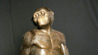 דגם תלת-ממדי של לוסי, נקבת המין אוסטרלופיתקוס אפרנסיס