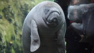 תחש נהרות אפריקני