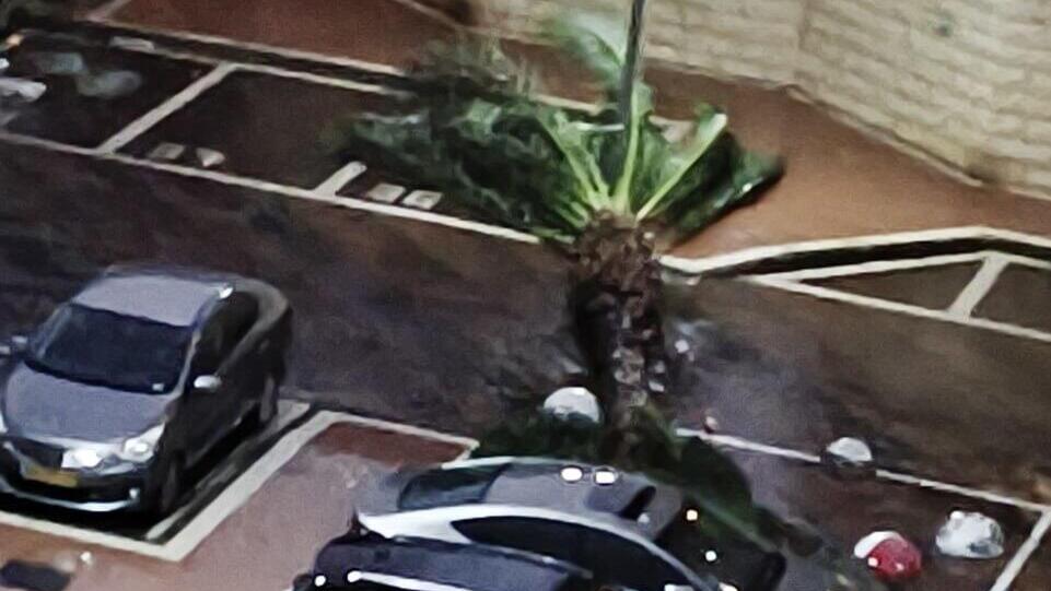 סערה בקריית ים בשכונת "סביוני ים", עץ נפל