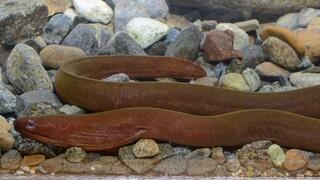 הצלופח Uropterygius hades