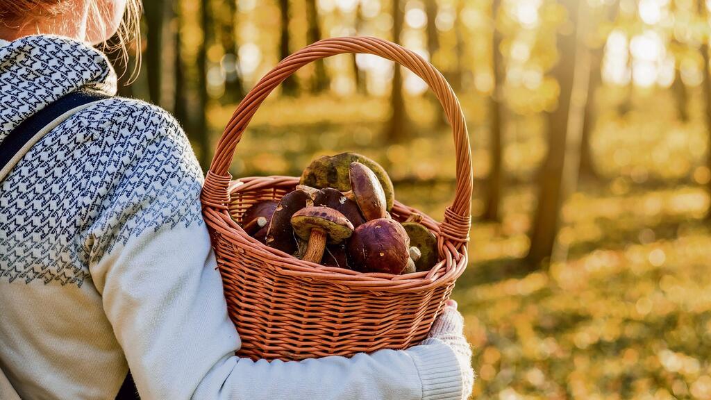 סלסלת פטריות