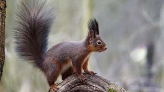 סנאי אדום בהונגריה
