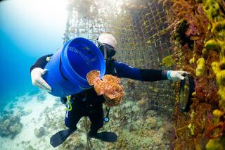 שחרור הדג בחזרה במפרץ אילת