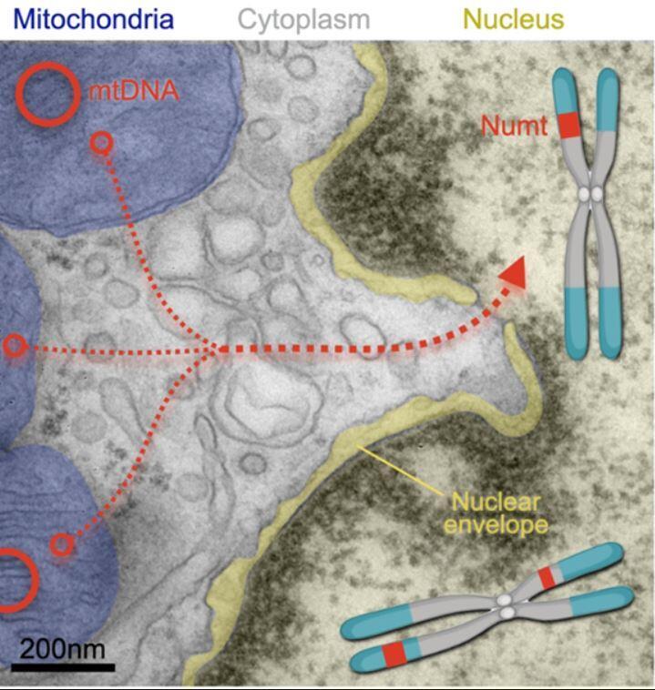Segments of mitochondrial DNA have been found integrated into nuclear DNA in an increasing number of organisms. Illustration of mitochondrial DNA (mtDNA) entering the chromosome in the nucleus and forming NUMTs (Photo: Martin Picard Laboratory, Columbia University Vagelos College of Physicians and Surgeons) Segments of mitochondrial DNA have been found integrated into nuclear DNA in an increasing number of organisms. Illustration of mitochondrial DNA (mtDNA) entering the chromosome in the nucleus and forming NUMTs