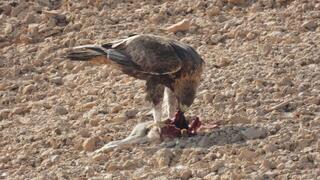 העיט הזהוב אוכל מהארנבת